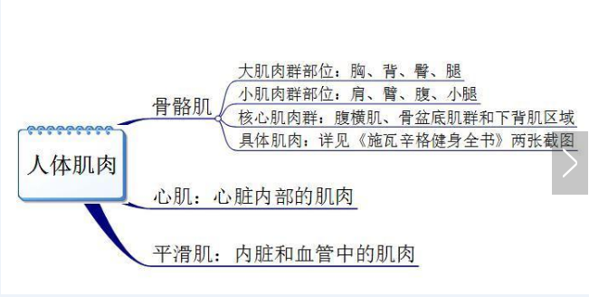 你真的認(rèn)識(shí)你身體的肌肉嗎？